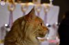 Exposition féline de Mortagne au Perche 2019